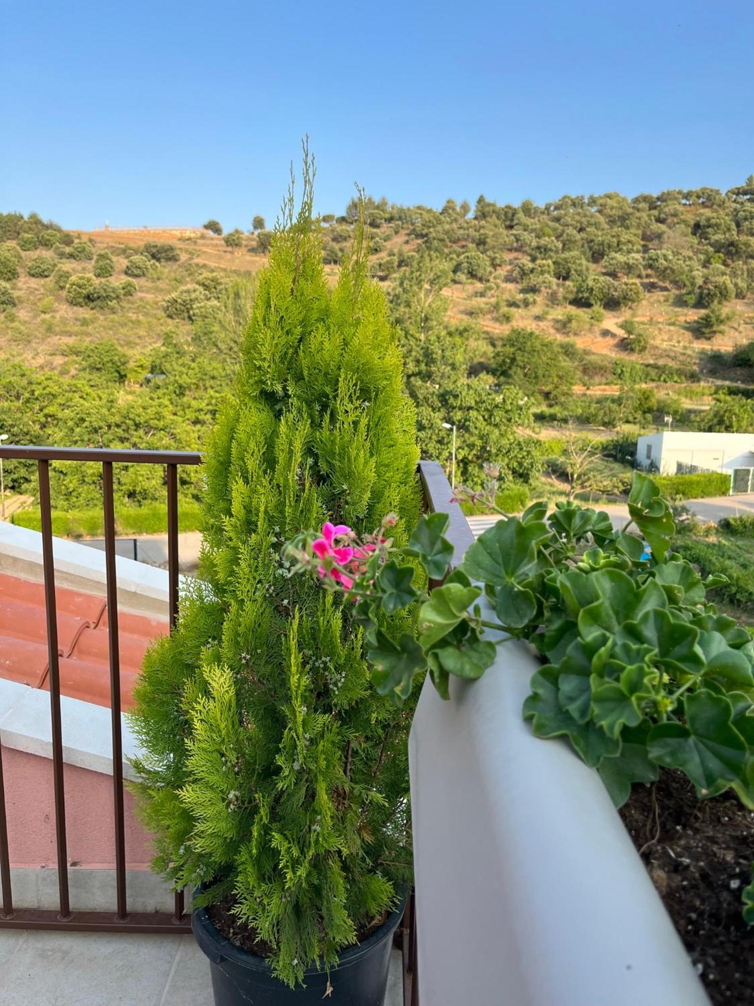 Apartamentos La Flor San Martín de Moncayo エクステリア 写真